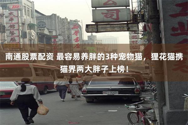 南通股票配资 最容易养胖的3种宠物猫,狸花猫携猫界两大胖子上榜!